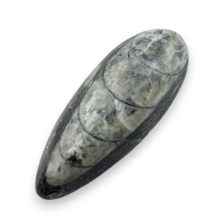 Fossil Orthoceras 46x18 mm nr 15