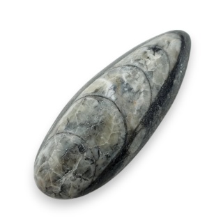 Fossil Orthoceras 46x18 mm nr 15