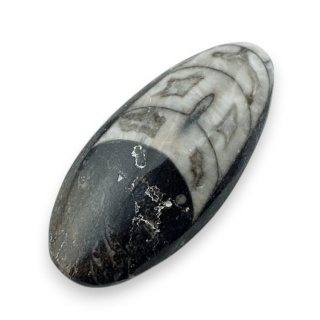 Fossil Orthoceras 46x22 mm nr 9