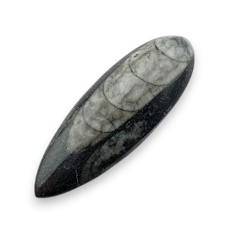 Fossil Orthoceras 50x18 mm nr 1