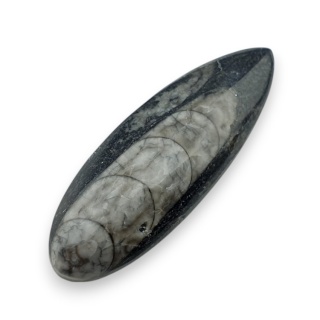 Fossil Orthoceras 50x18 mm nr 1