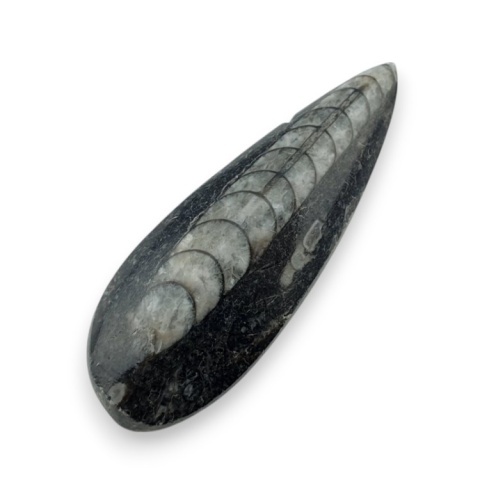Fossil Orthoceras 50x18 mm no 6