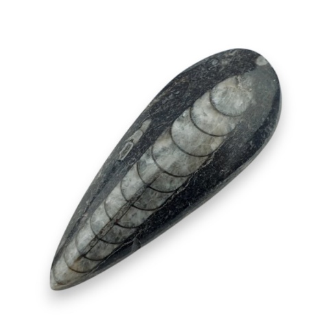 Fossil Orthoceras 50x18 mm no 6