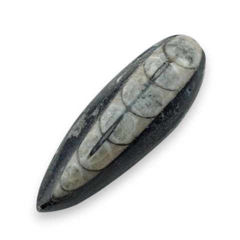 Fossil Orthoceras 51x18 mm no 7 Fossil Orthoceras 51x18 mm no 7