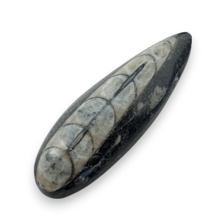 Fossil Orthoceras 51x18 mm nr 7