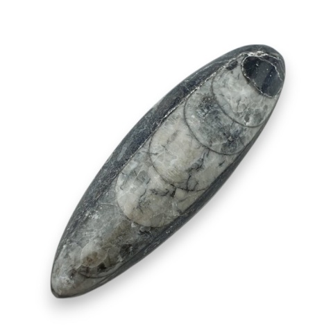 Fossil Orthoceras 53x17 mm no 16 Fossil Orthoceras 53x17 mm no 16