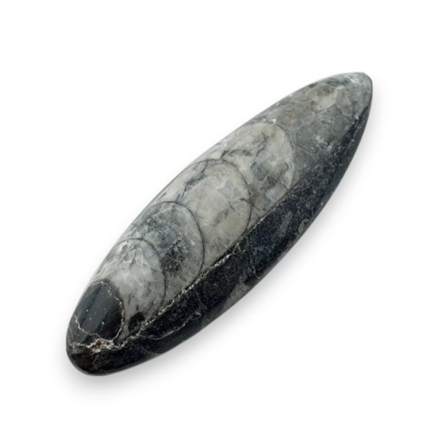 Fossil Orthoceras 53x17 mm no 16 Fossil Orthoceras 53x17 mm no 16
