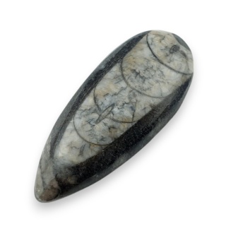 Fossil Orthoceras 53x22 mm nr 3