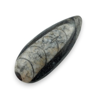 Fossil Orthoceras 53x22 mm nr 3