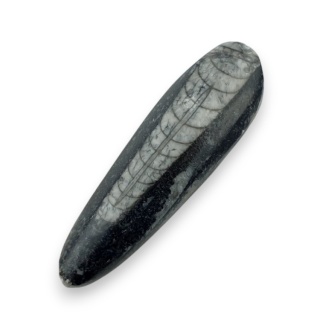 Fossil Orthoceras 54x16 mm nr 4