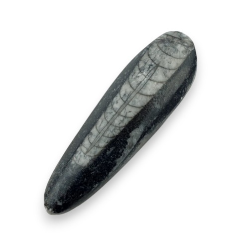 Fossil Orthoceras 54x16 mm nr 4 Fossil Orthoceras 54x16 mm nr 4