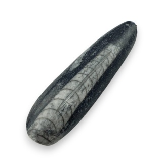 Fossil Orthoceras 54x16 mm nr 4
