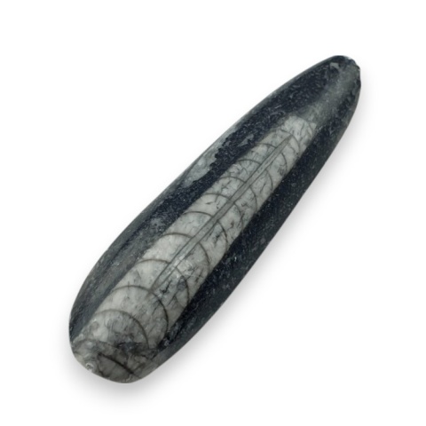 Fossil Orthoceras 54x16 mm nr 4 Fossil Orthoceras 54x16 mm nr 4