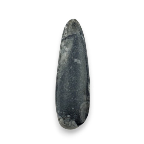 Fossil Orthoceras 54x16 mm nr 4 Fossil Orthoceras 54x16 mm nr 4