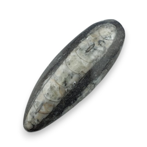 Fossil Orthoceras 54x19 mm no 5 Fossil Orthoceras 54x19 mm no 5