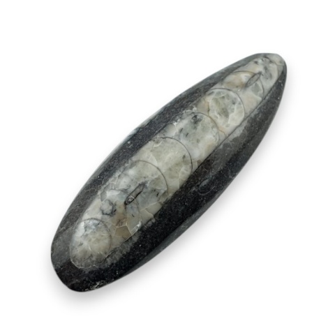 Fossil Orthoceras 54x19 mm no 5 Fossil Orthoceras 54x19 mm no 5