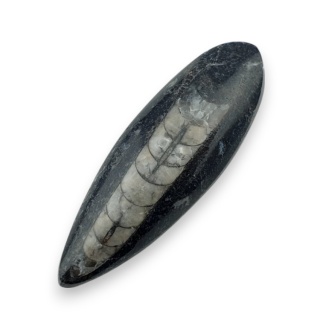 Fossil Orthoceras 55x18 mm nr 10