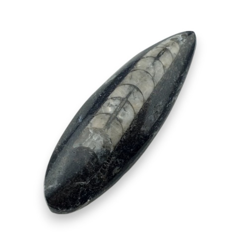 Fossil Orthoceras 55x18 mm nr 10 Fossil Orthoceras 55x18 mm nr 10