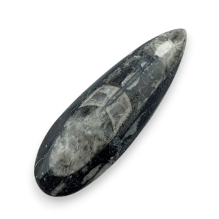Fossil Orthoceras 55x18 mm nr 8