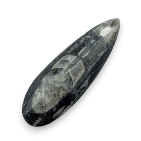 Fossil Orthoceras 55x18 mm no 8 Fossil Orthoceras 55x18 mm no 8