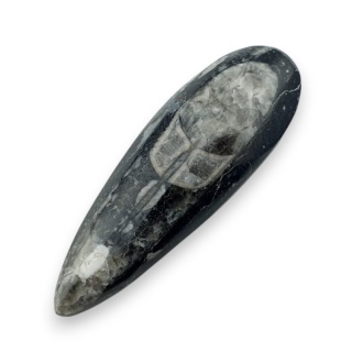 Fossil Orthoceras 55x18 mm nr 8