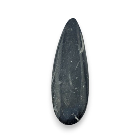 Fossil Orthoceras 55x18 mm no 8 Fossil Orthoceras 55x18 mm no 8