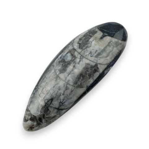 Fossil Orthoceras 55x20 mm no 14 Fossil Orthoceras 55x20 mm no 14