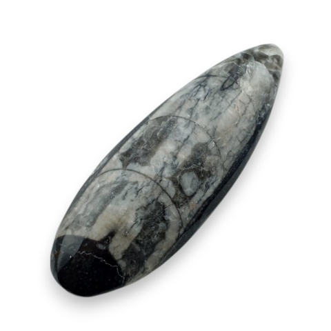 Fossil Orthoceras 55x20 mm no 14 Fossil Orthoceras 55x20 mm no 14