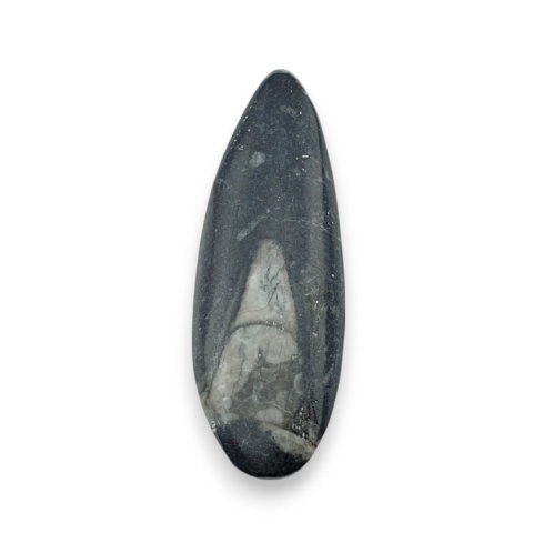 Fossil Orthoceras 55x20 mm no 14 Fossil Orthoceras 55x20 mm no 14