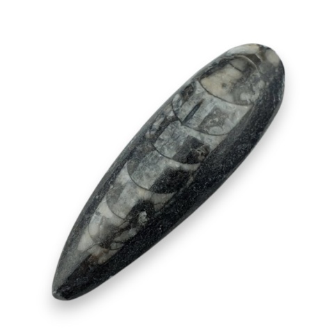 Fossil Orthoceras 56x17 mm no 11 Fossil Orthoceras 56x17 mm no 11
