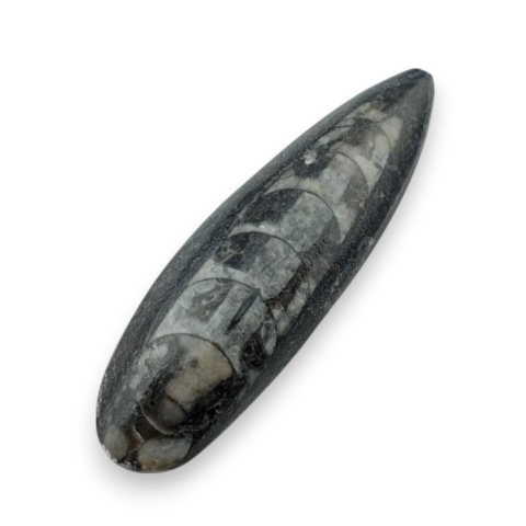 Fossil Orthoceras 56x17 mm no 11 Fossil Orthoceras 56x17 mm no 11