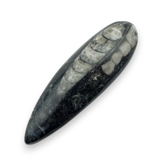 Fossil Orthoceras 57x18 mm nr 12