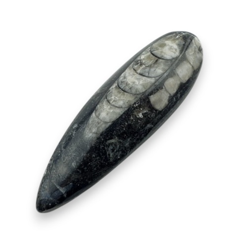 Fossil Orthoceras 57x18 mm no 12 Fossil Orthoceras 57x18 mm no 12