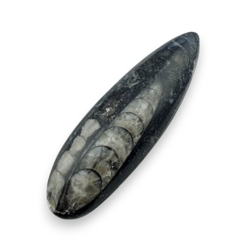 Fossil Orthoceras 57x18 mm no 12 Fossil Orthoceras 57x18 mm no 12