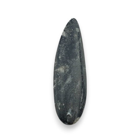 Fossil Orthoceras 57x18 mm no 12 Fossil Orthoceras 57x18 mm no 12