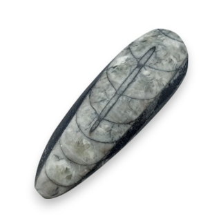 Fossil Orthoceras 59x20 mm nr 13