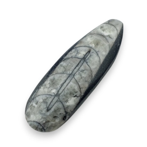 Fossil Orthoceras 59x20 mm nr 13 Fossil Orthoceras 59x20 mm nr 13