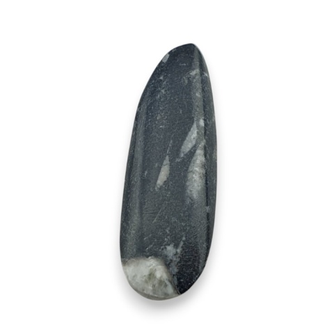 Fossil Orthoceras 59x20 mm nr 13 Fossil Orthoceras 59x20 mm nr 13