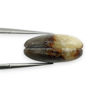 Septaria para kaboszonów z dziurką 18x13 mm nr R439