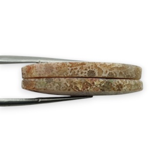 Fossil para kaboszonów z dziurką 29x13 mm nr R387