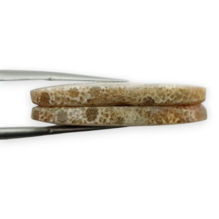 Fossil para kaboszonów z dziurką 29x13 mm nr R421