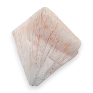 Skolecyt cięty surowy 25x21 mm nr 58