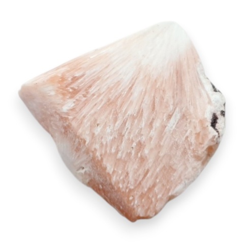 Skolecyt cięty surowy 27x24 mm nr 100