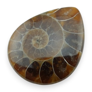 Ammonite cabochon 29x23 mm no 8