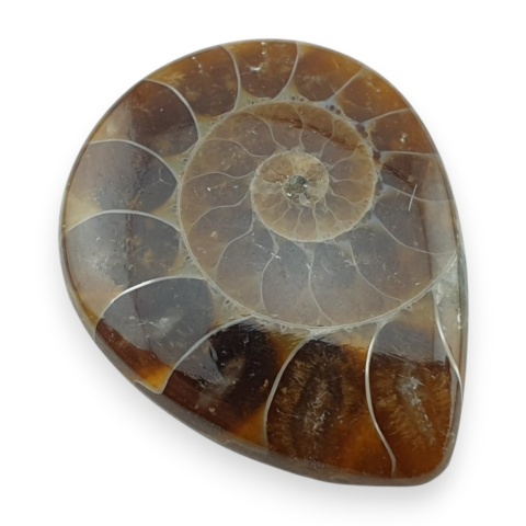 Amonit kaboszon 29x23 mm nr 8