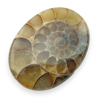 Ammonite cabochon 32x23 mm no 5
