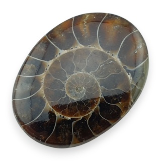 Ammonite cabochon 32x24 mm no 16