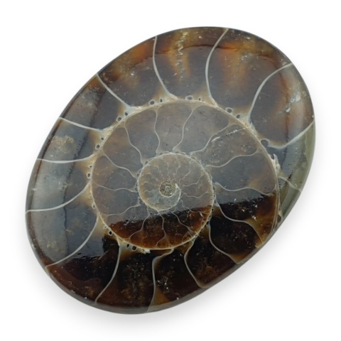 Ammonite cabochon 32x24 mm no 16