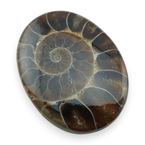 Ammonite cabochon 32x24 mm no 16