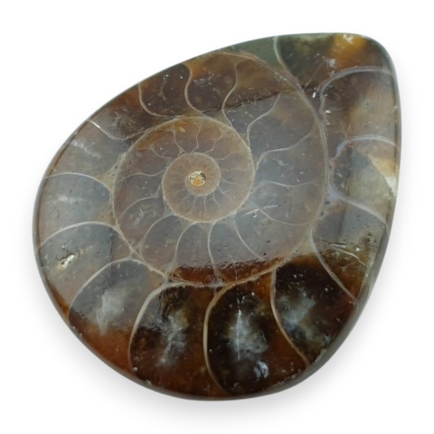 Ammonite cabochon 33x26 mm no 13
